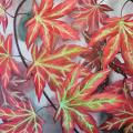 a spread of red japanese maple leaves with green veins